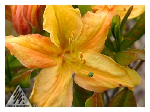 AZALEA x 'Golden Lights'